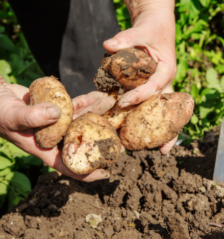 Nationale Aardappelweek